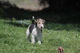 FOX TERRIER 181